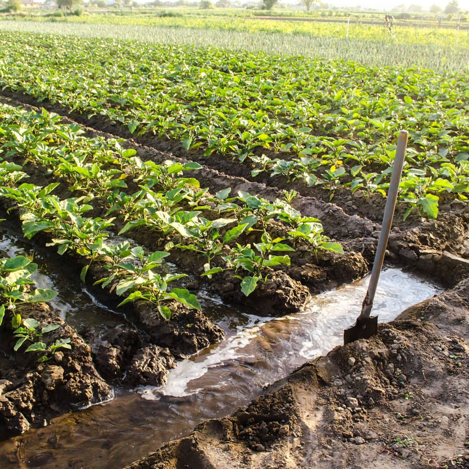 farm-2025-03-18-18-49-22-utc