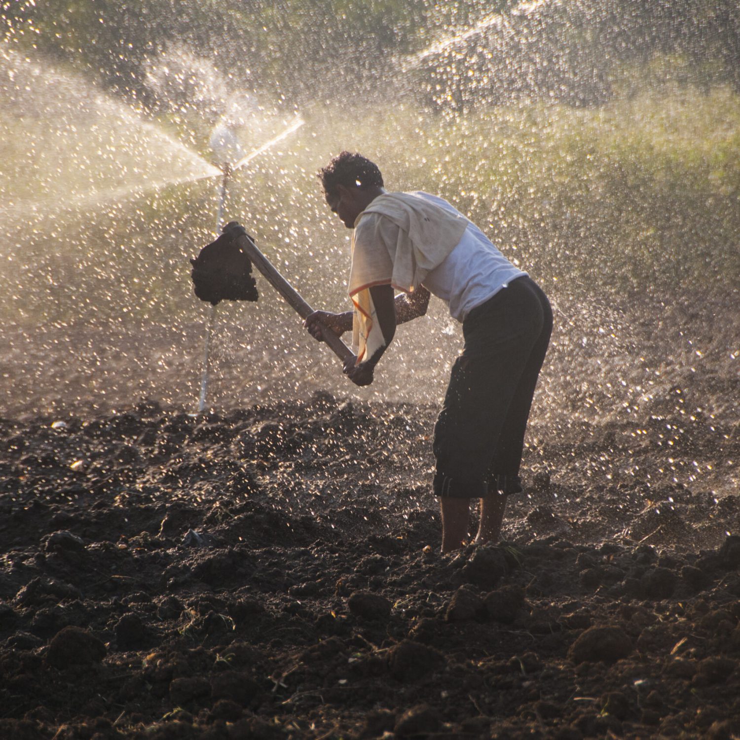 Young Indian Farmer working In the field in front of sprinklers at sunset