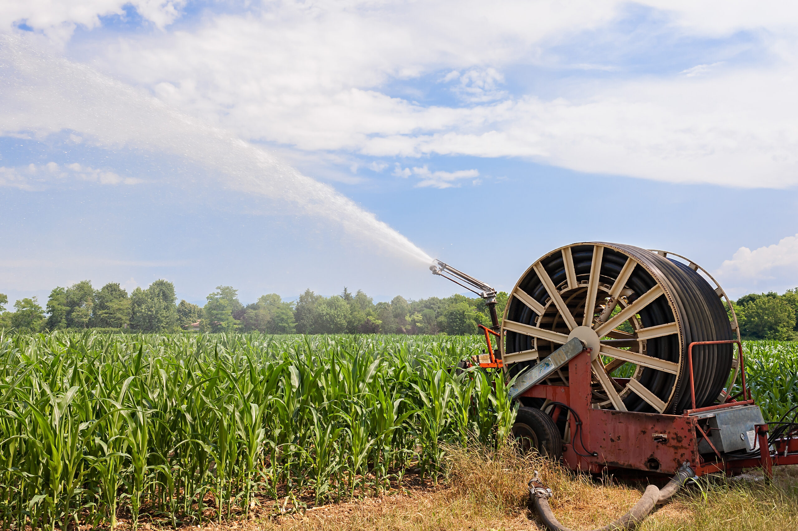 Water sprinkler installation in a field of corn.
