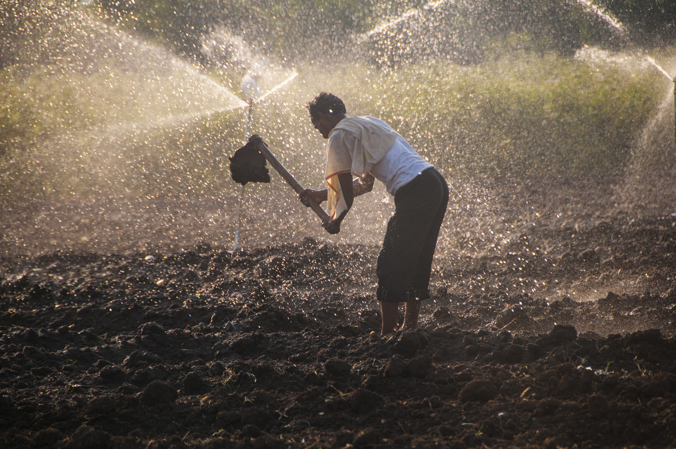 Young Indian Farmer working In the field in front of sprinklers at sunset