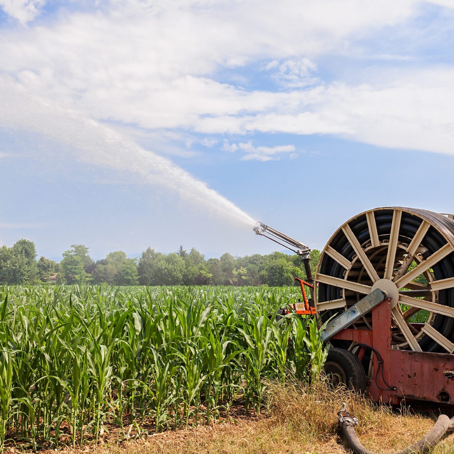 Water sprinkler installation in a field of corn.